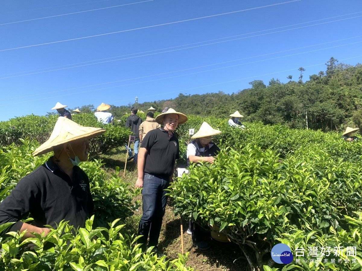 全國大葉種紅茶產製技術競賽，參賽者自行採摘茶業。