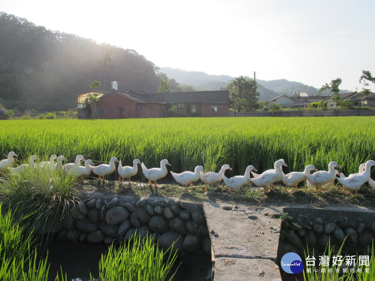 稻鴨庄以自然親合的稻鴨工法種稻米，讓農田恢復生態多樣性。