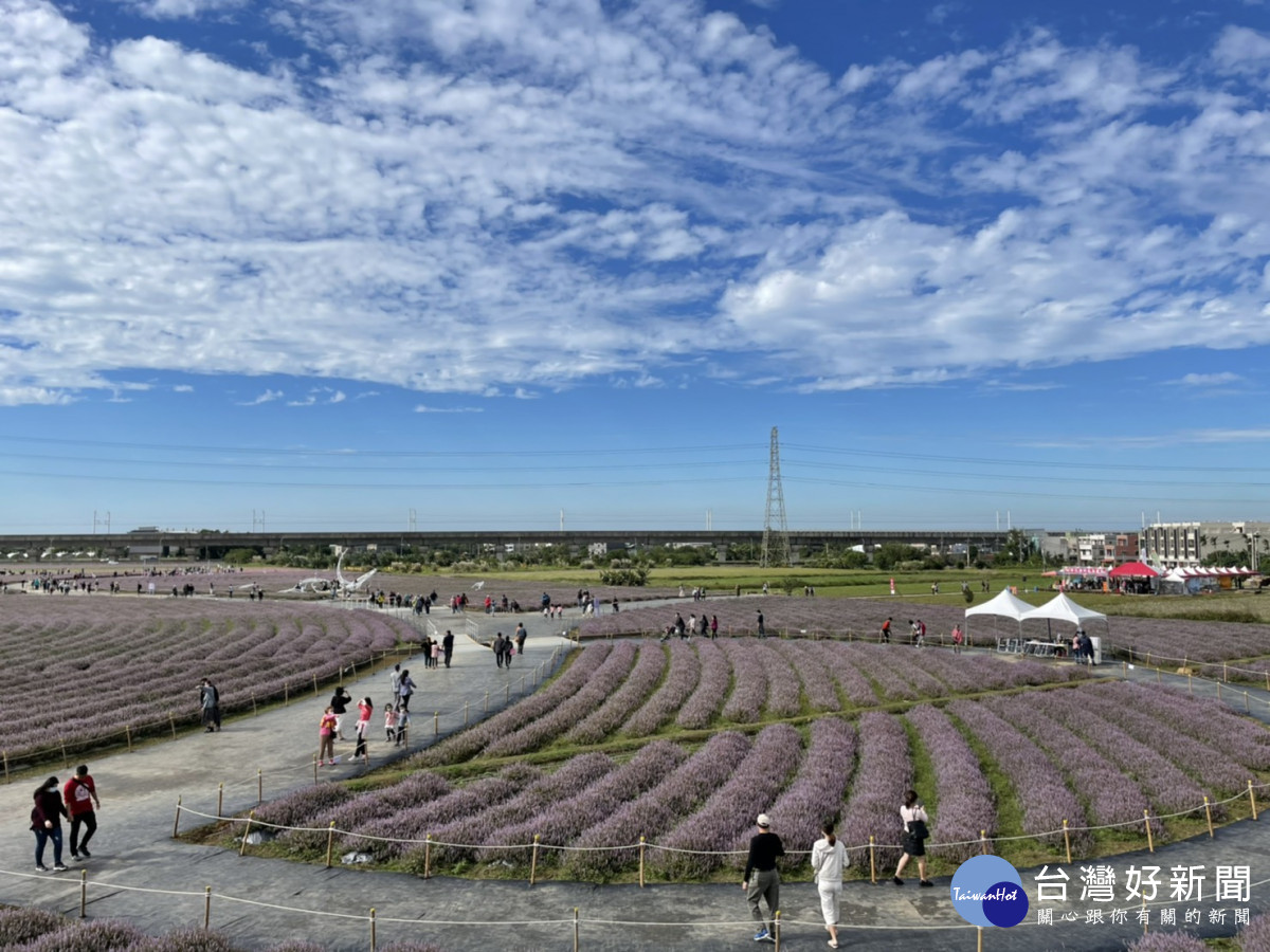 桃園仙草花節在楊梅休閒農業區盛大登場