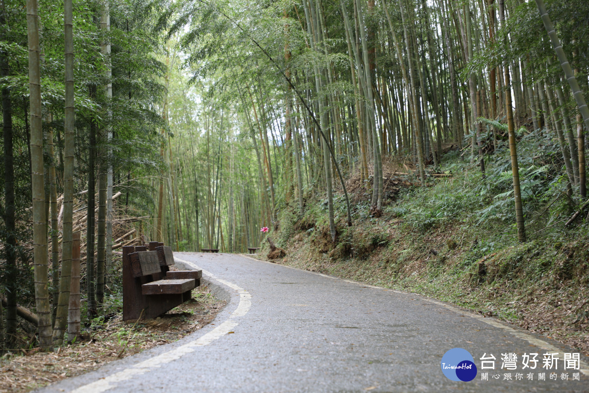 嘉義縣府3年投入近億元，優化梅山瑞里綠色隧道道路／陳致愷翻攝