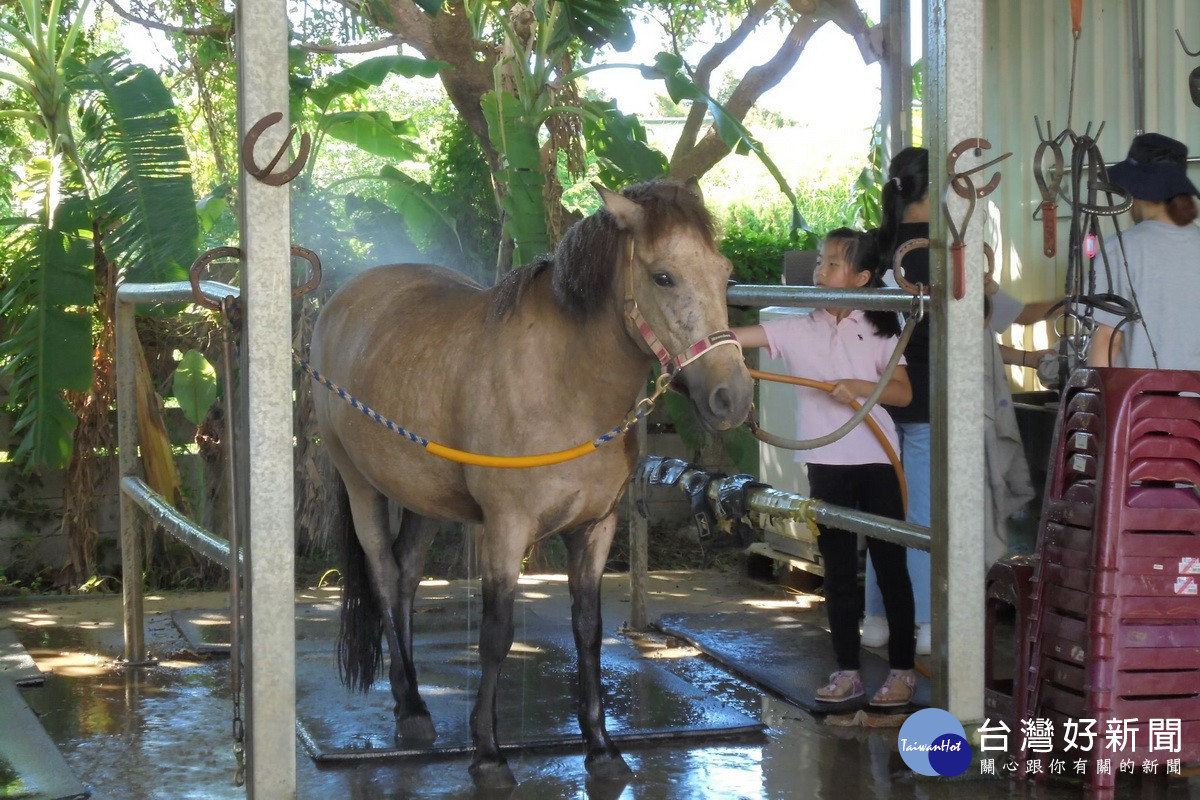 社團法人桃園生命樹領袖協會馬術志工服務隊協助清洗馬匹。
