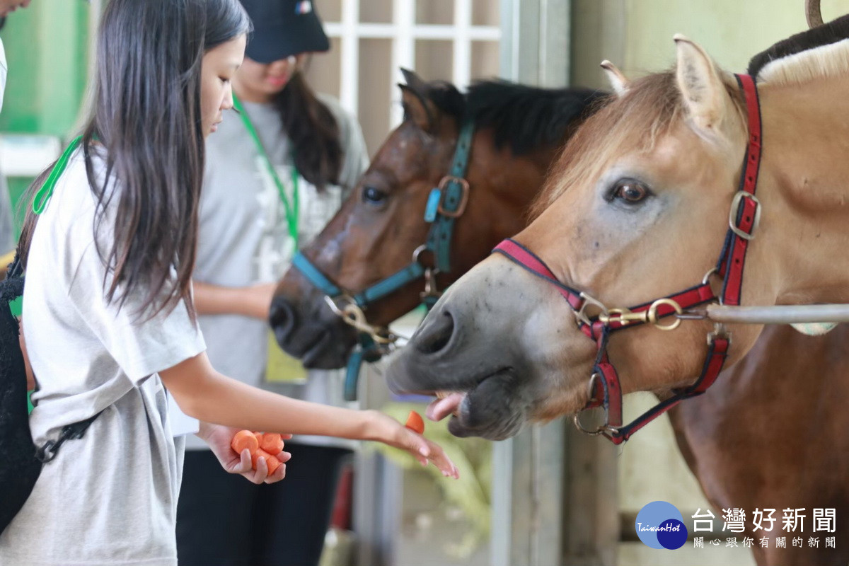 社團法人桃園生命樹領袖協會馬術志工服務隊協助餵養馬匹。