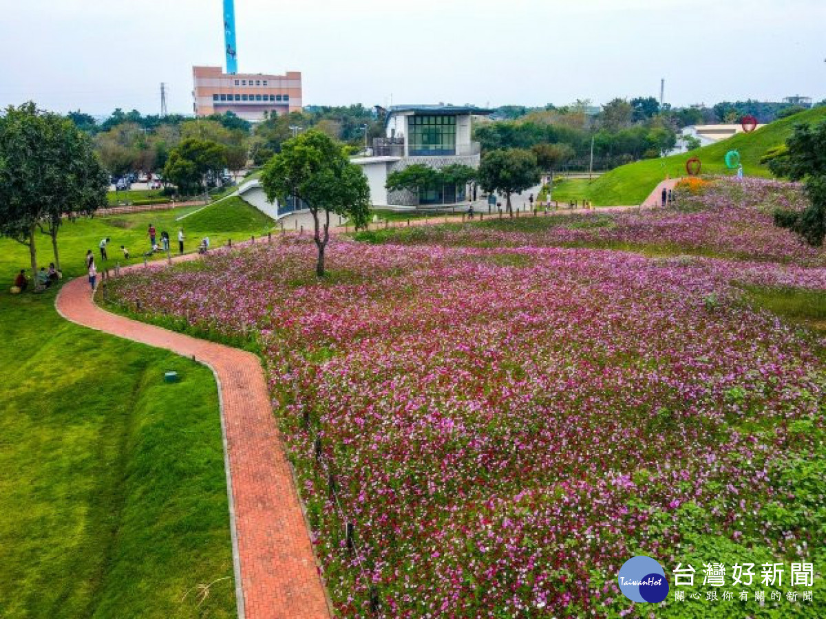后里環保公園 粉吸金 大波斯菊與向日葵雙色花海迎聖誕 台灣好新聞taiwanhot