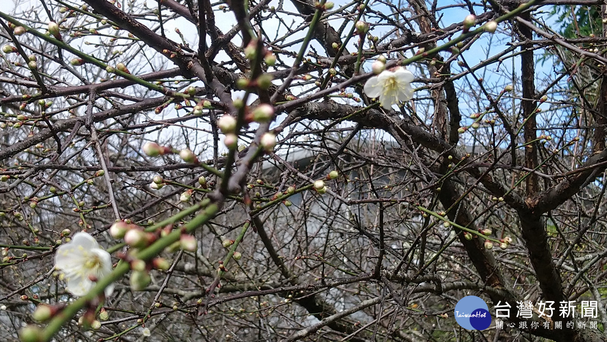 信義鄉農會梅子夢工廠園區梅樹開花了！（記者吳素珍攝）