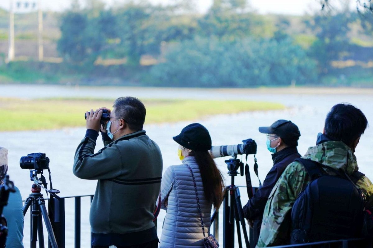 棲地改善喜迎候鳥　香山濕地20年來首迎貴客「小天鵝」 台灣好新聞 第2張