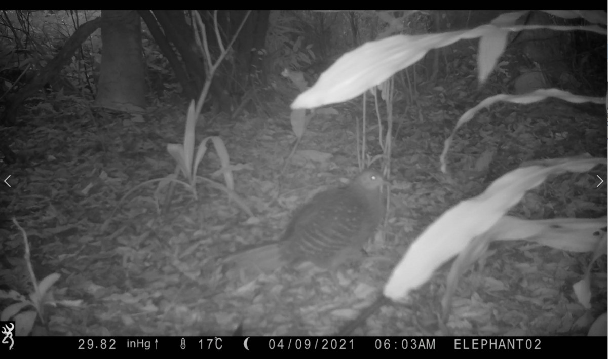 藍腹鷴（雌），臺灣特有種鳥類，以紅外線自動相機攝於象山（圖／台北市大地處提供）