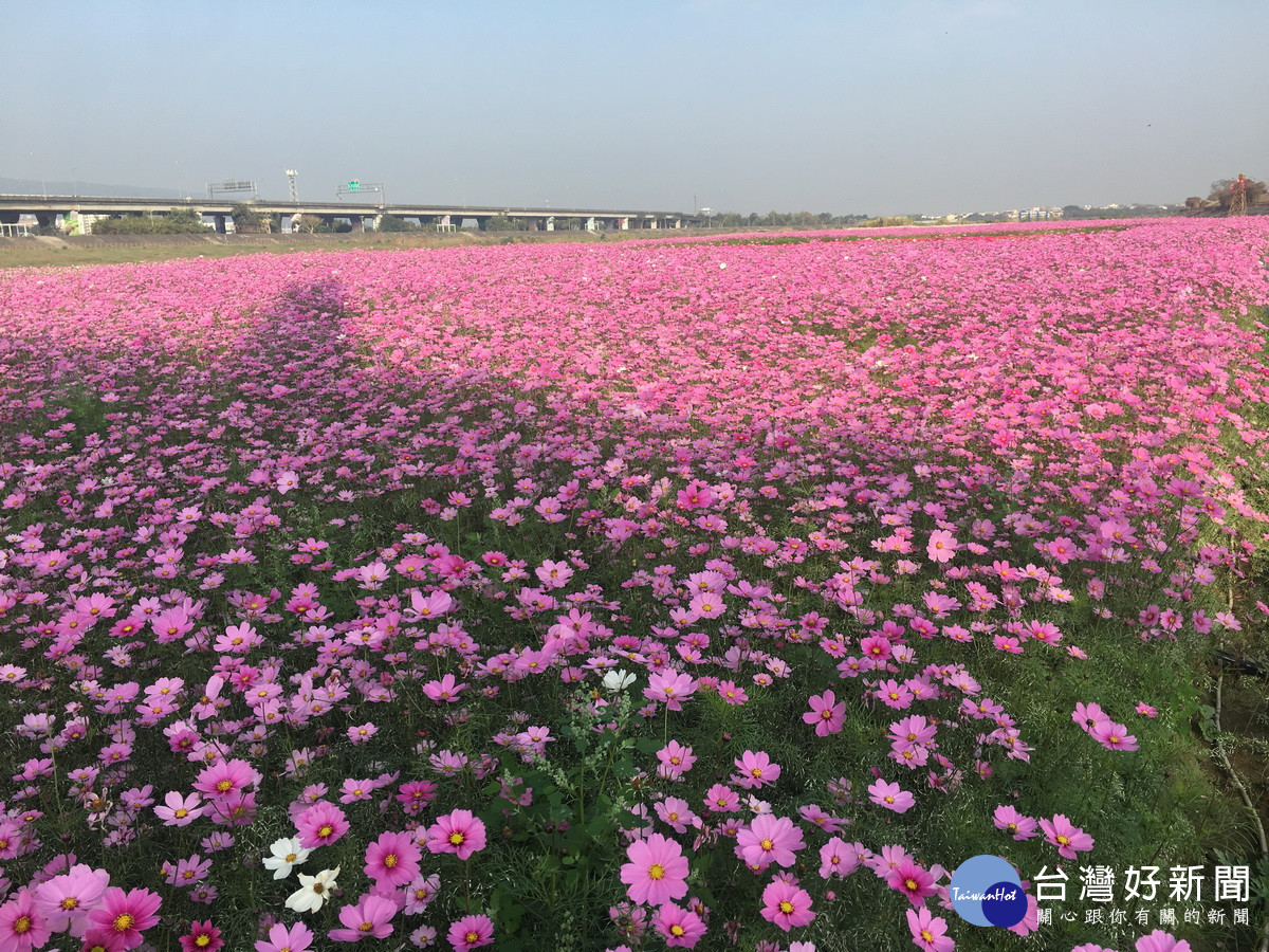 綠色環境給付計畫輔導種植綠肥等。（記者扶小萍攝）