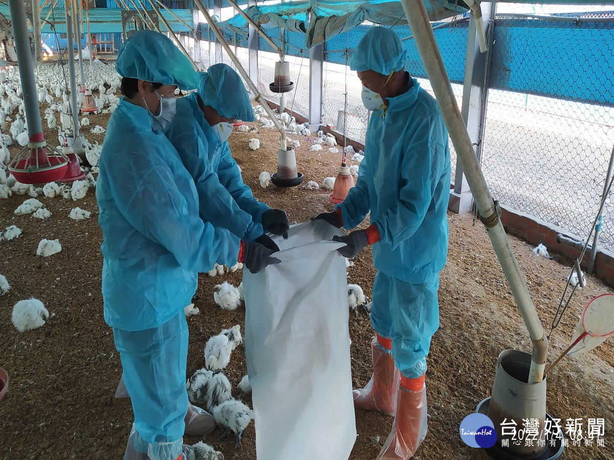 彰縣大城及芳苑雞場確診高病原禽流感　4日撲殺7萬隻清場消毒