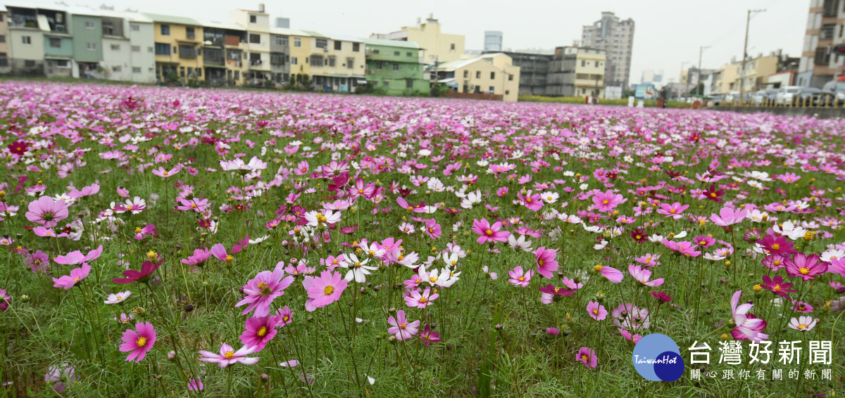 燦爛的波斯菊花海美如圖畫。