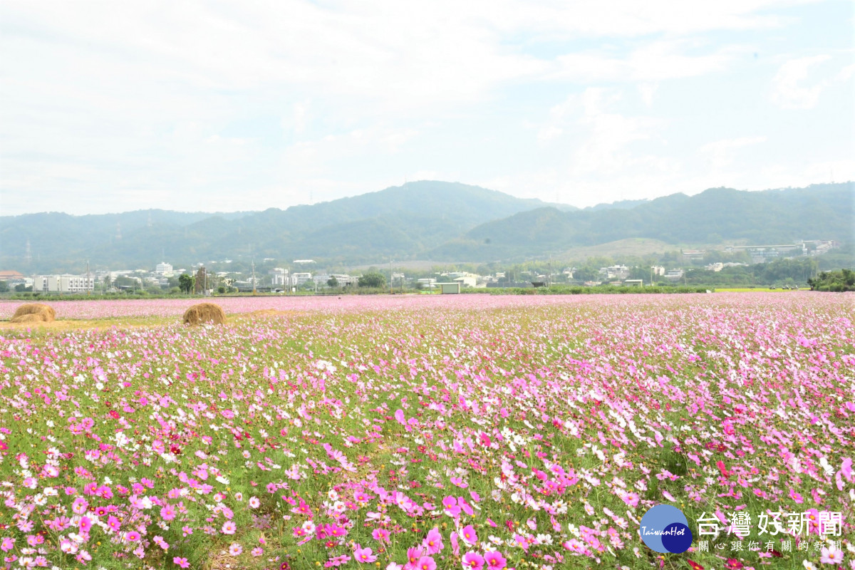 2022春遊彰化賞花海美景。圖／記者鄧富珍攝