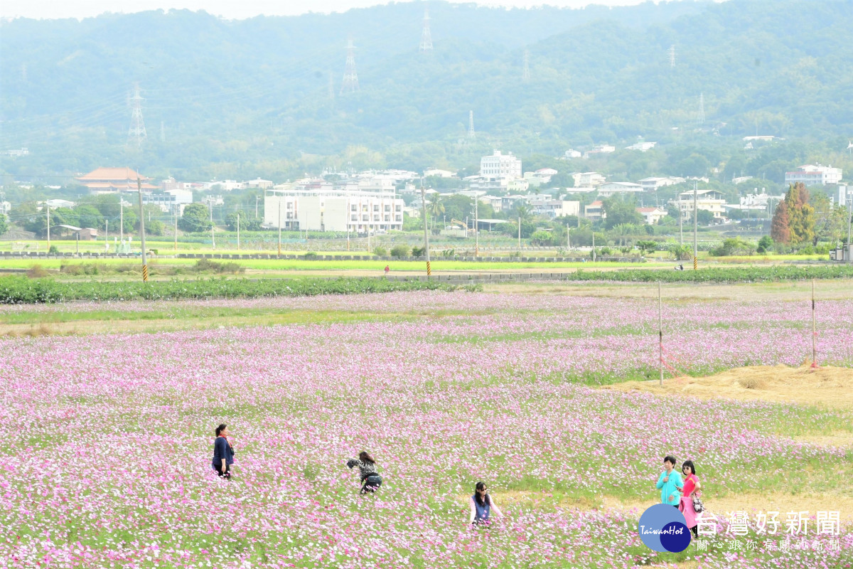 2022春遊彰化賞花海美景。圖／記者鄧富珍攝