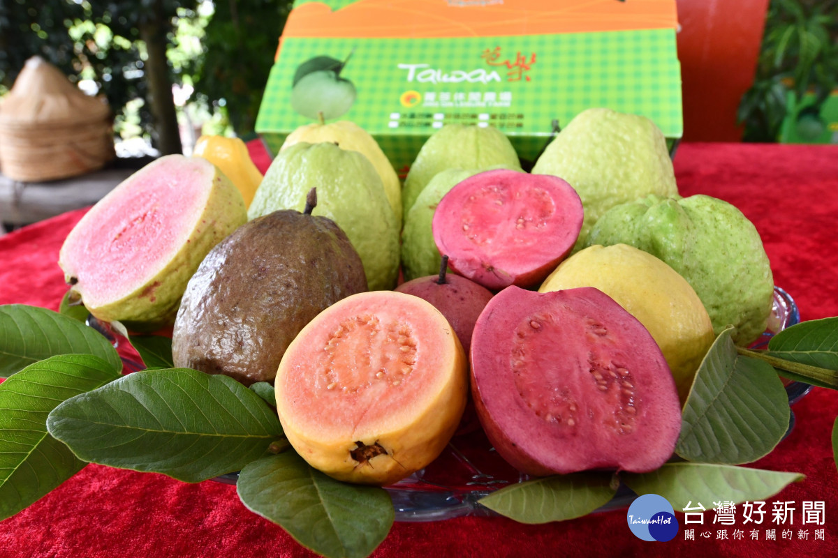 彰化菁芩休閒農場種植的芭樂多種顏色，香甜可口。