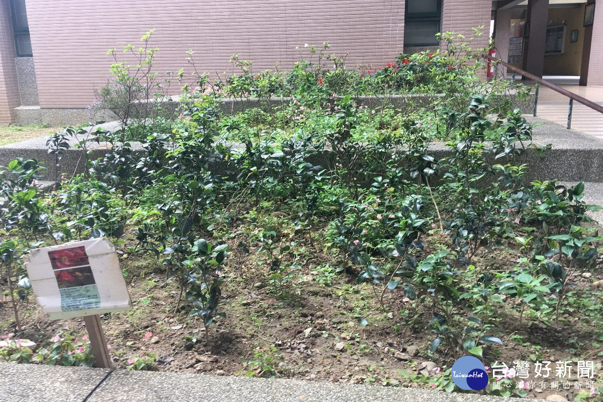 打造綠色生活空間，桃園市政府免費苗木1月起由各區公所開始配撥。