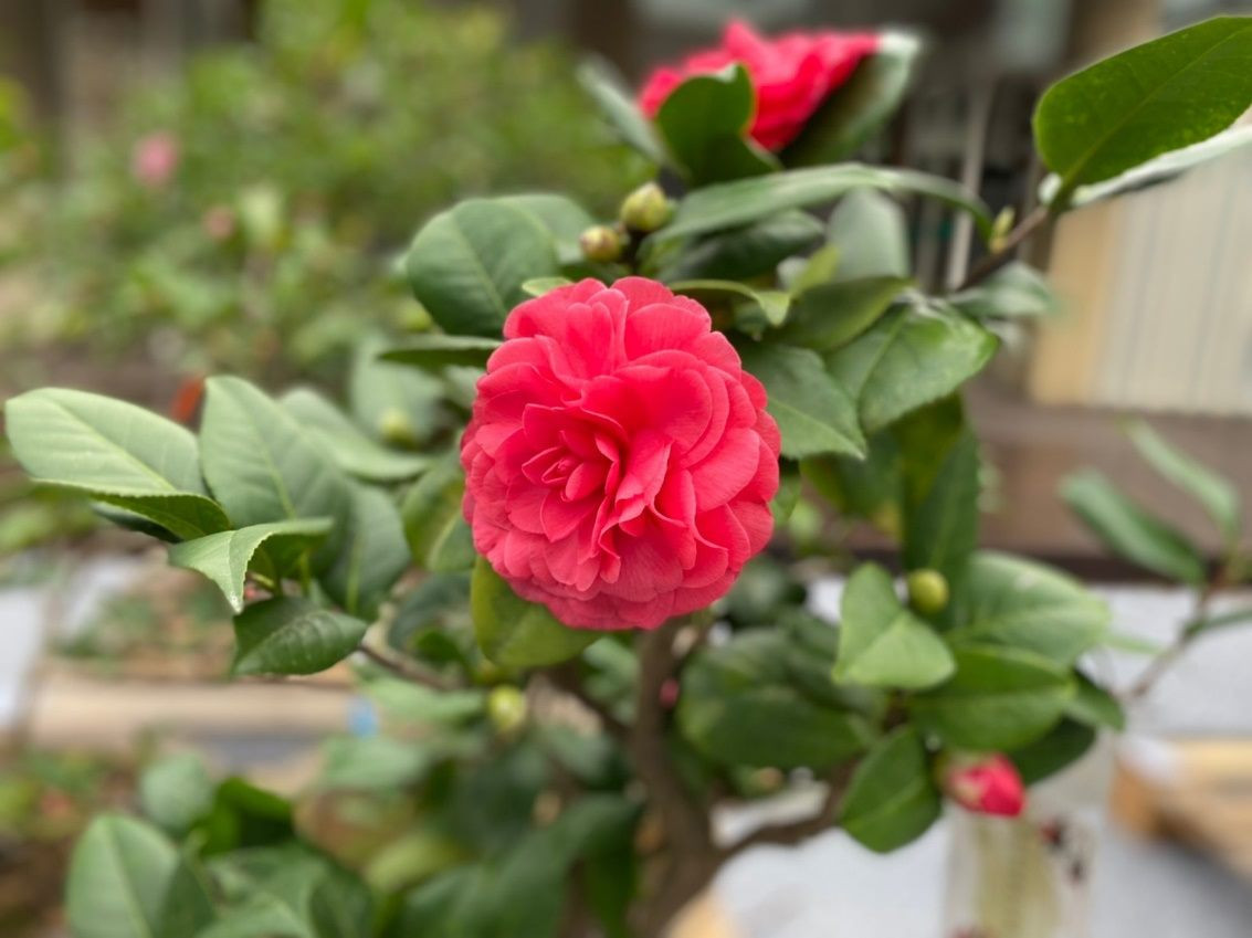 茶花綻放（圖／台北市公園處提供）