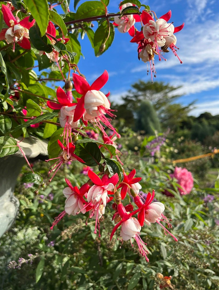 （圖／台北市府工務局公園路燈工程管理處）