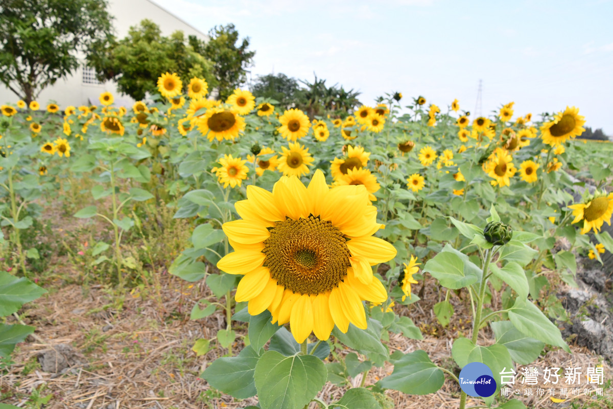 花壇「焢吧焢焢，花壇趴兔焢」活動，一片花海。。圖／記者鄧富珍攝