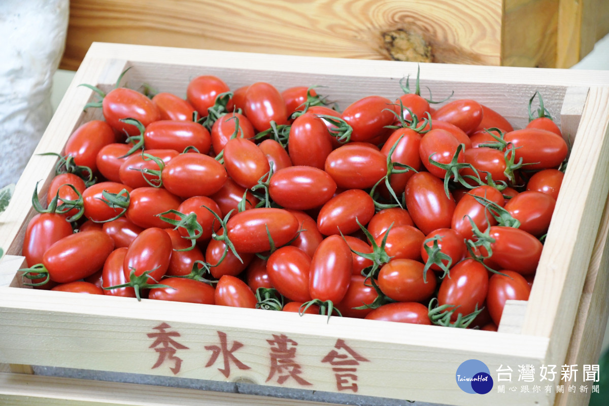 彰化縣第六屆健康優質設施小果番茄評鑑。