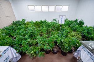 中壢分局會同相關單位破獲大麻植栽場，粗估市值逾上億元