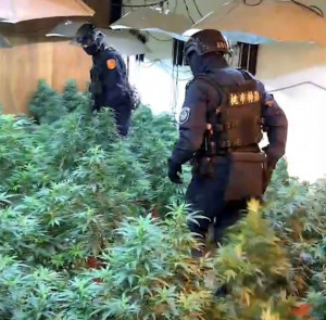 龍潭警分局偵查隊在彰化縣查獲二級毒品大麻栽植場