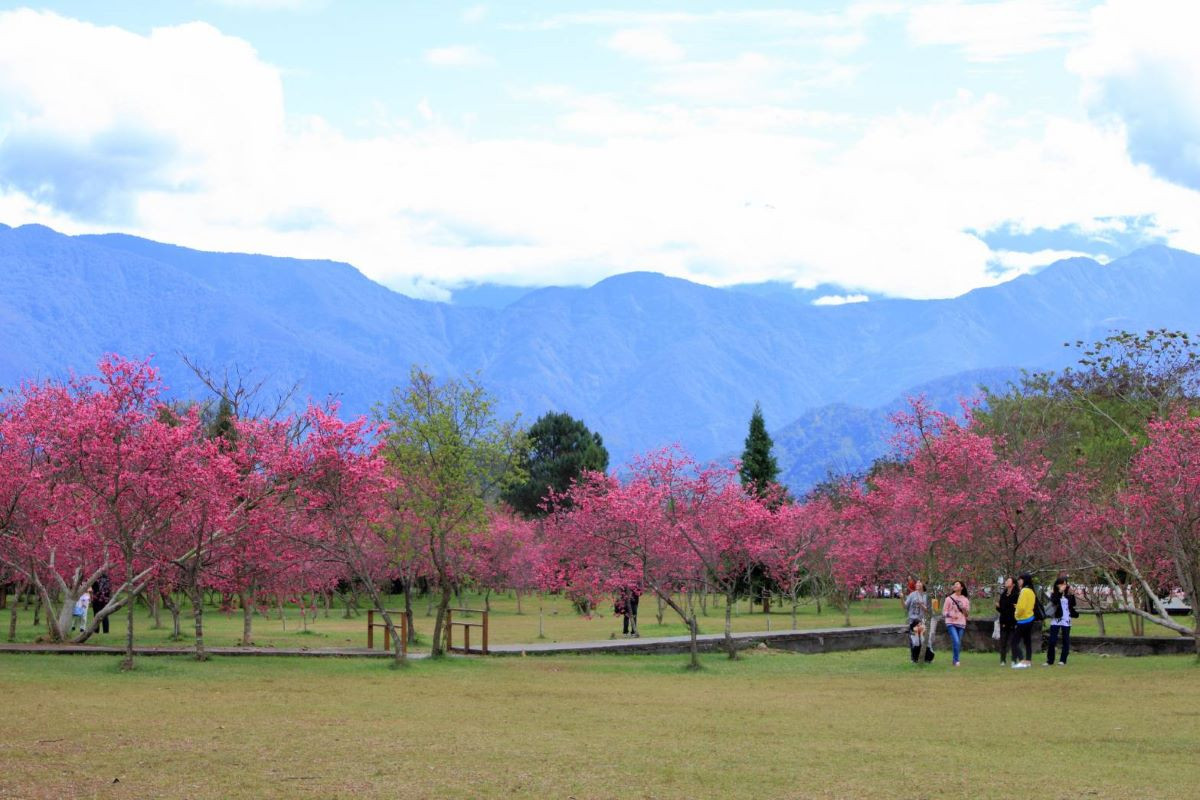 暨南大學也是近年來熱門的賞櫻熱區。
