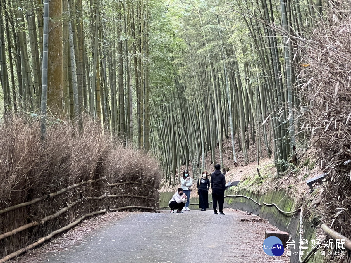 大鞍竹海風景區非常吸睛。（竹山公所提供）