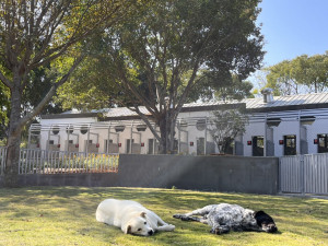 中市動物之家南屯、后里園區　2/7起開放參觀