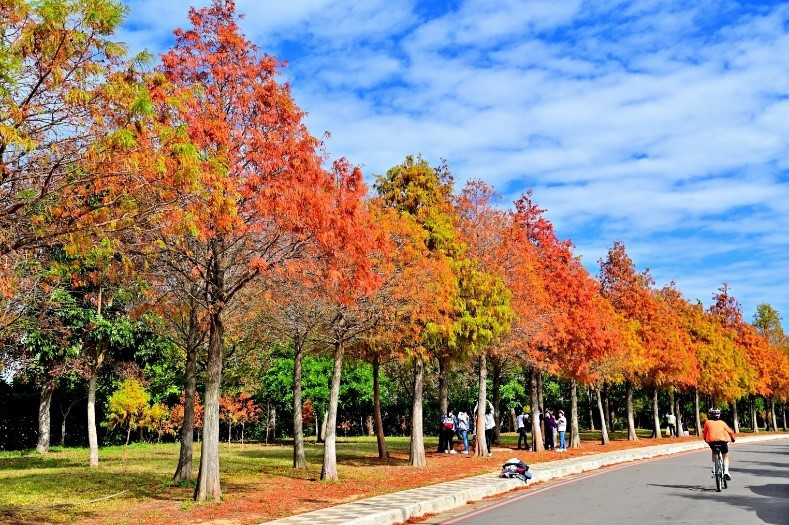 麗寶落羽松（圖／台中市政府提供）