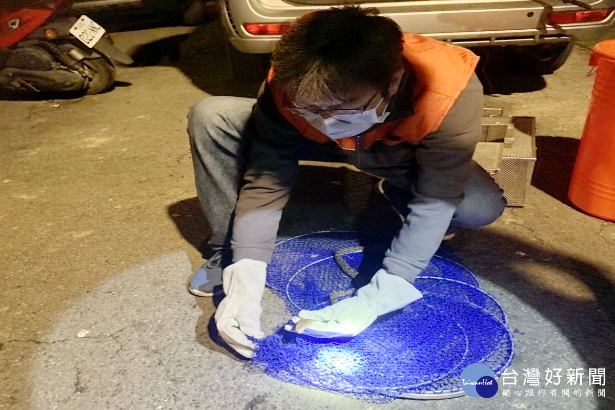 桃園市捕蜂捉蛇大隊成立滿6年，為民服務全年無休創下服務5萬件紀錄。