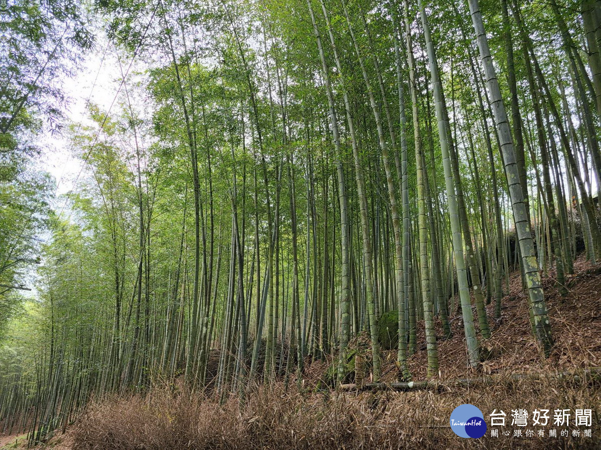 這片竹林景觀非常美麗。（竹山公所提供）