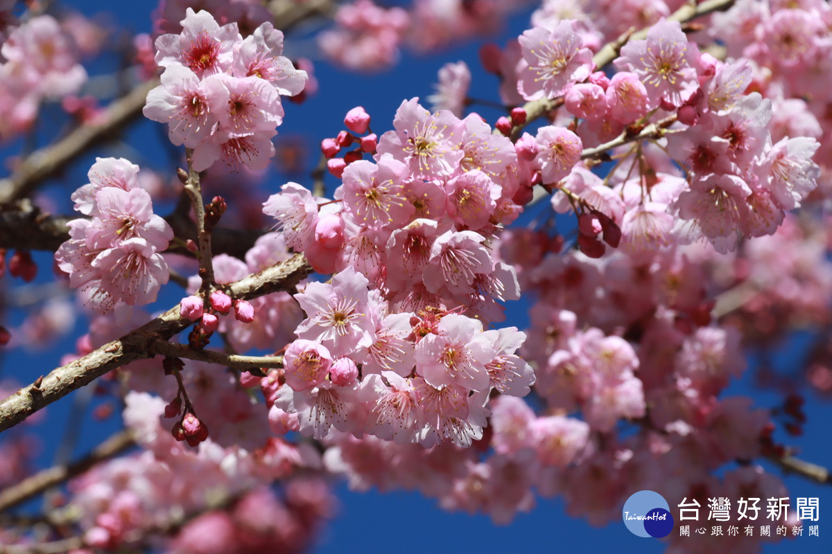 滿園區有許多椿寒櫻正盛開值得觀賞。（記者扶小萍攝）