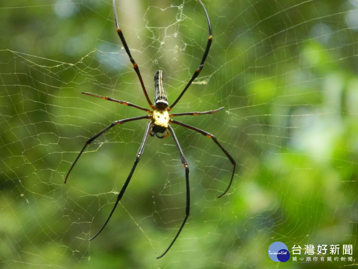 石牌坑親水步道內動植物生態豐富之一的人面蜘蛛。圖／彰化市公所提供