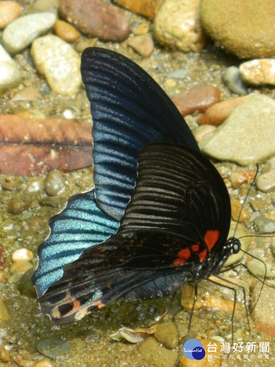 石牌坑親水步道內動植物生態豐富之一的台灣鳳蝶-全