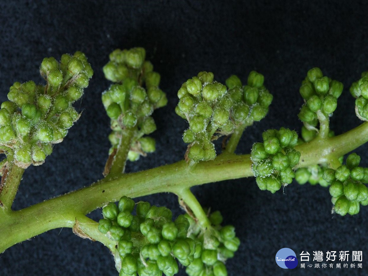 天氣忽冷忽熱溫差大農改場籲農友提前加強防治葡萄露菌病 台灣好新聞taiwanhot