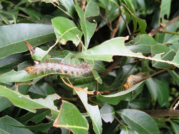 果园杀手黑角舞蛾来势汹汹 呼吁农民做好防治工作