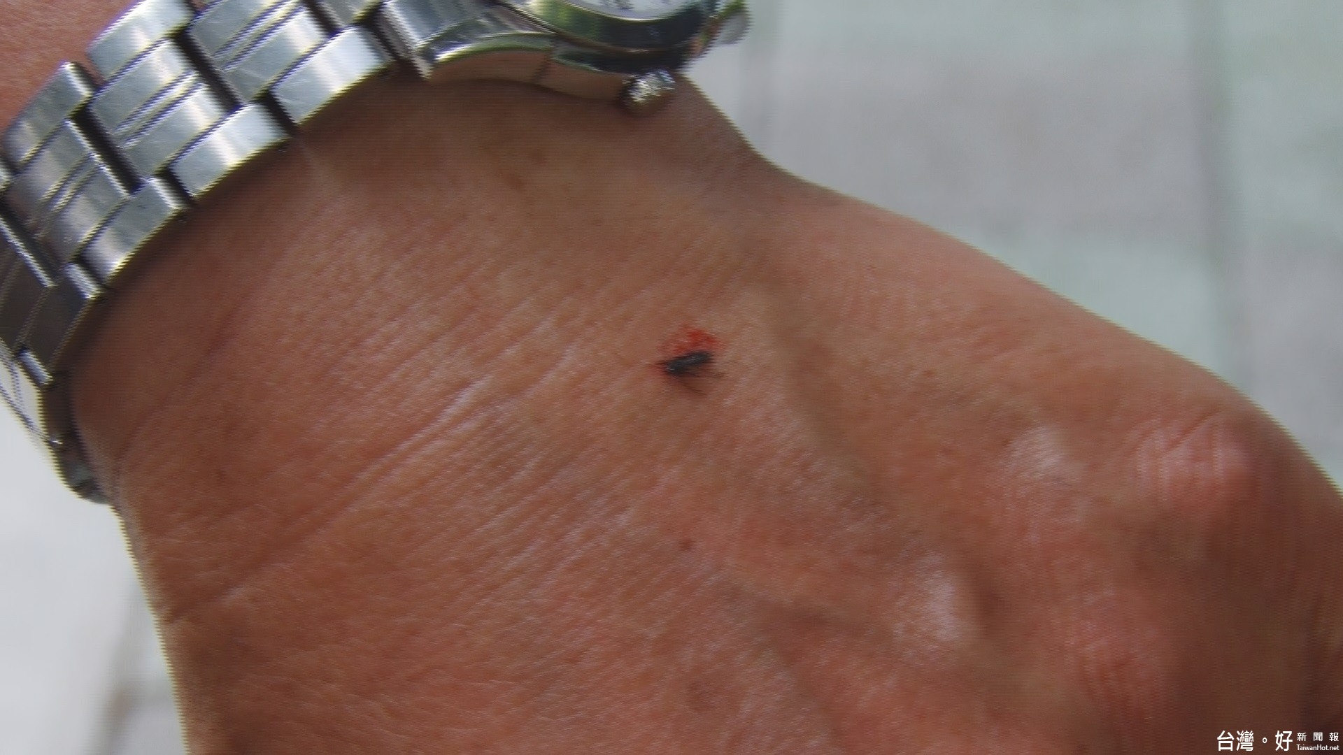 小黑蚊夏季肆虐高峰 外出郊游多穿长袖