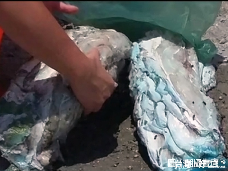 龍王鯛已經被大卸八塊　綠島觀光保育蒙羞