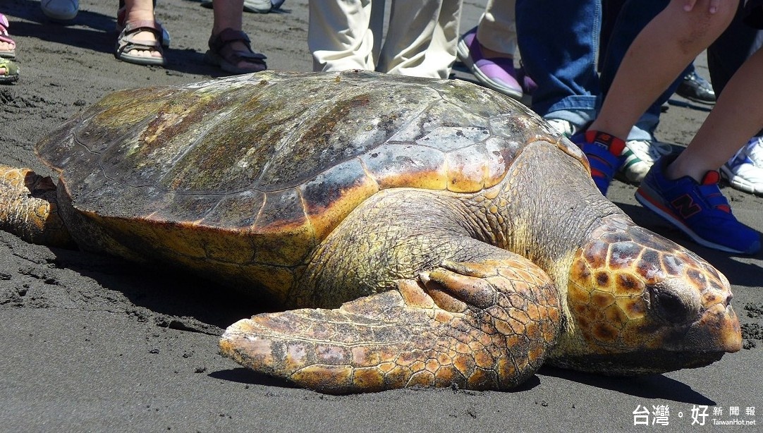 野放史上頭一遭　罕見混種龜「TRY TRY」順利回歸大海