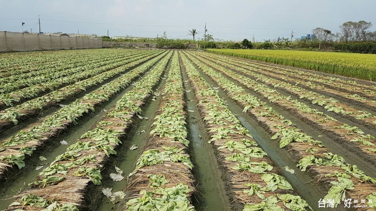 農業縣的雲林農作物受害總面積達9千261公頃,平均損害程度31%,換算無收獲面積2千825公頃。(記者蘇榮泉拍攝)
