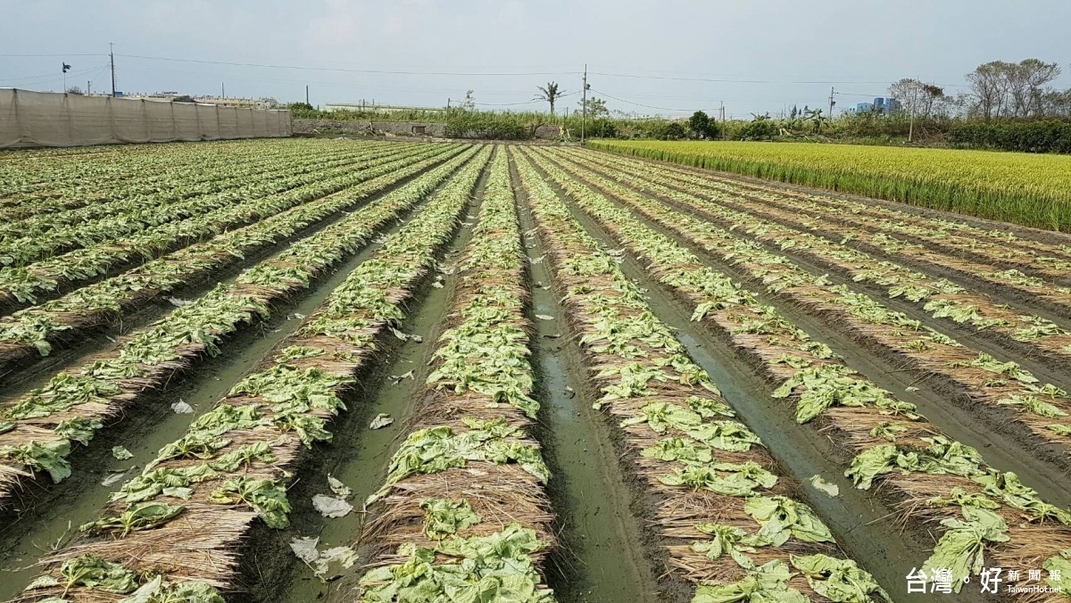 農業縣的雲林農作物受害總面積達9千261公頃，平均損害程度31%，換算無收獲面積2千825公頃。（記者蘇榮泉拍攝）