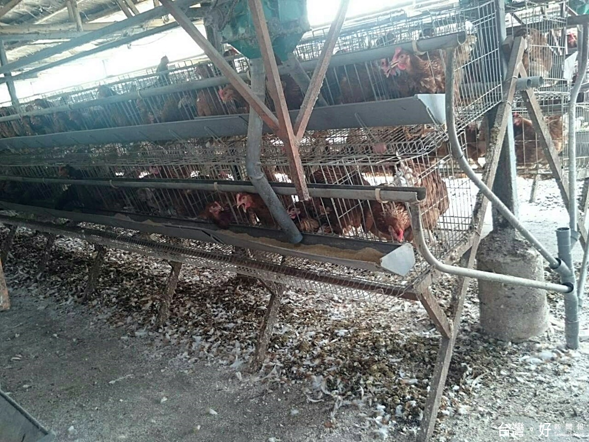 養雞場也有臭味主要以氨及甲胺為主,曬糞場及密閉式雞舍排風口為主要臭味源,雞舍為次要臭味源