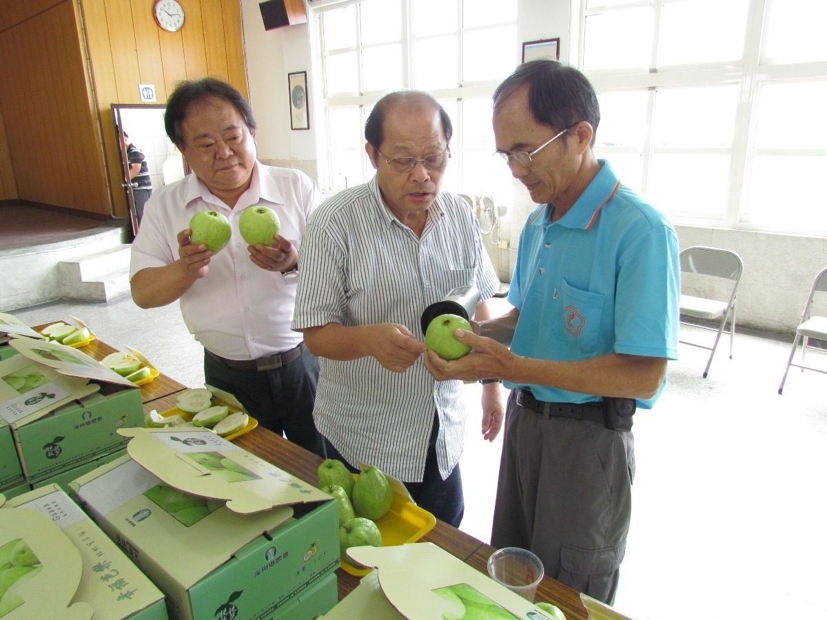 溪州鄉農會珍珠芭樂評鑑有如選美比賽評頭論足 風傳媒