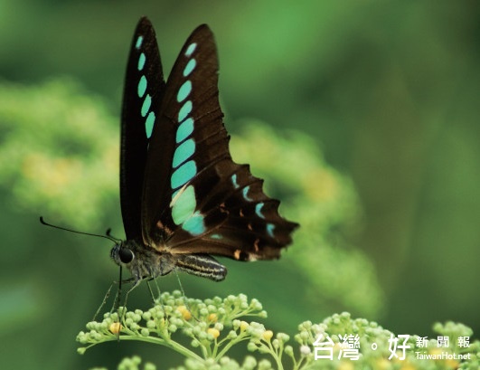 隨著環境遭受污染,不再隨處可見飛舞的蝴蝶。(圖/綠色講堂生態科技提供)