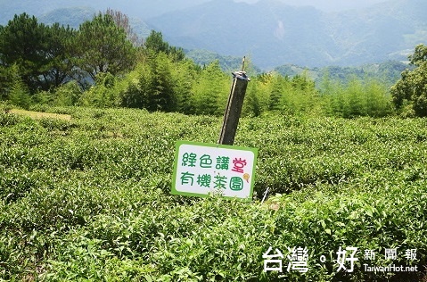 瞭解到有機茶農的艱辛與期待之後,曾國安認養了海拔1400公尺合歡山系上的有機茶園。(圖/綠色講堂生態科技提供)
