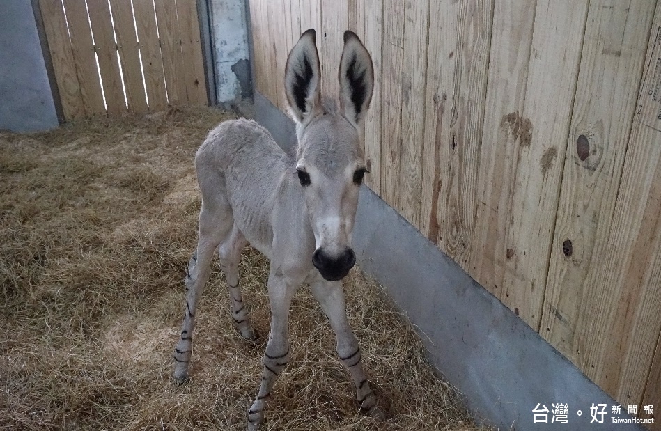 原棲地不到600頭,非洲野驢誕生了(圖/台北市立動物園)