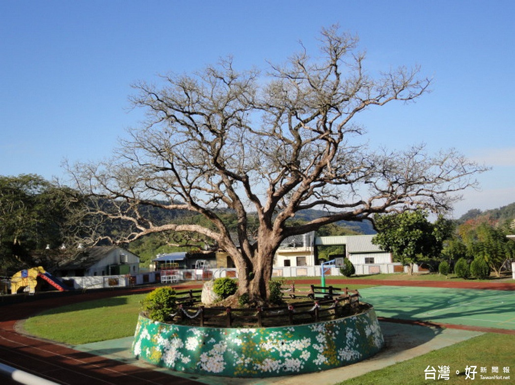 老茄苳樹慘遭雷劈後，幾乎瀕死的景象讓地方民眾十分憂心。（圖／新開國小提供）