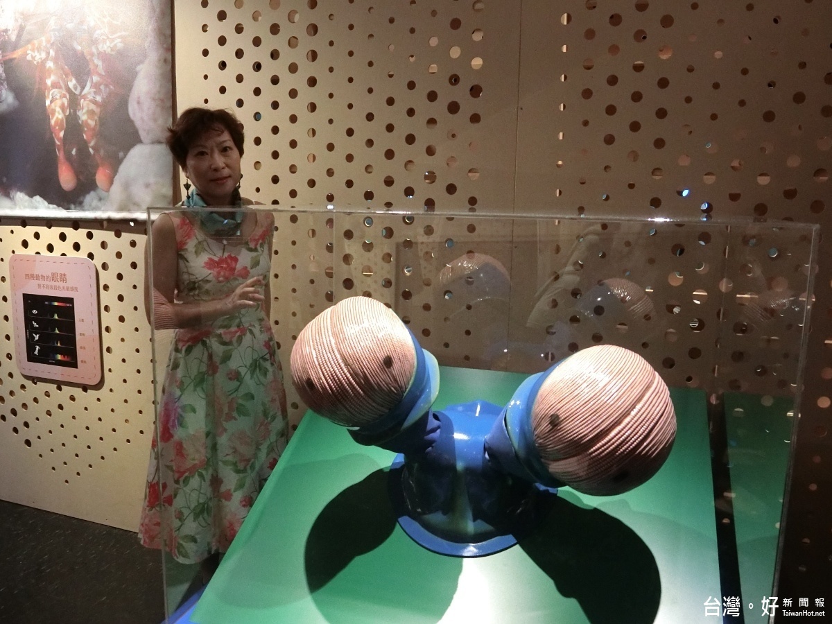 策展人之一的陳慧娟說明蝦蛄眼睛,可以獨立各自轉動的功能。(記者賴淑禎攝)