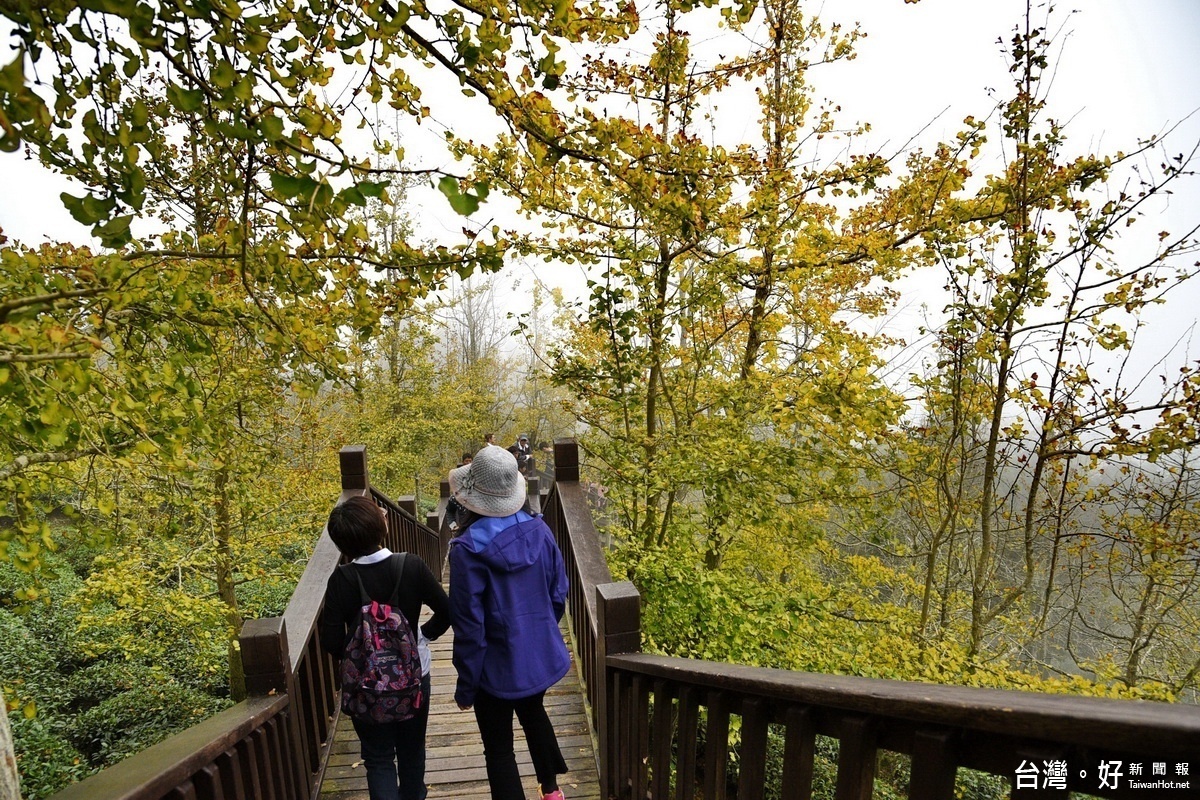 全台最大的大崙山銀杏林葉子已經轉黃，遊客爭相前往欣賞。