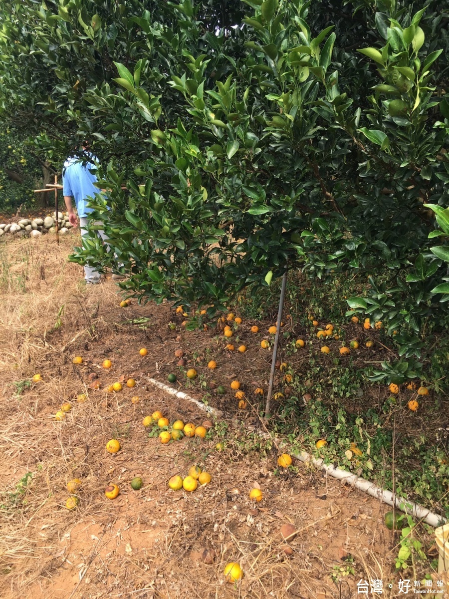 落果