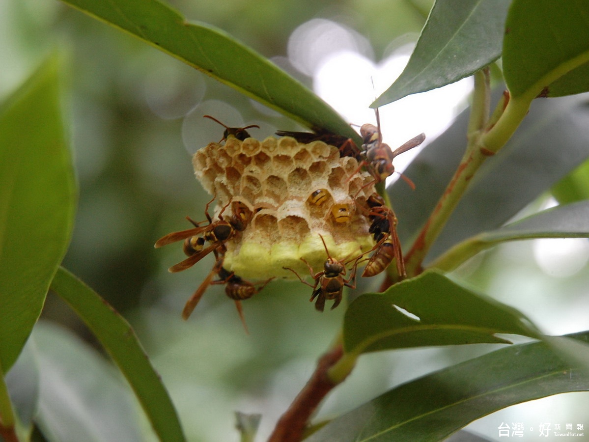 秋冬季蜂巢構築時期　虎頭蜂攻擊性強　