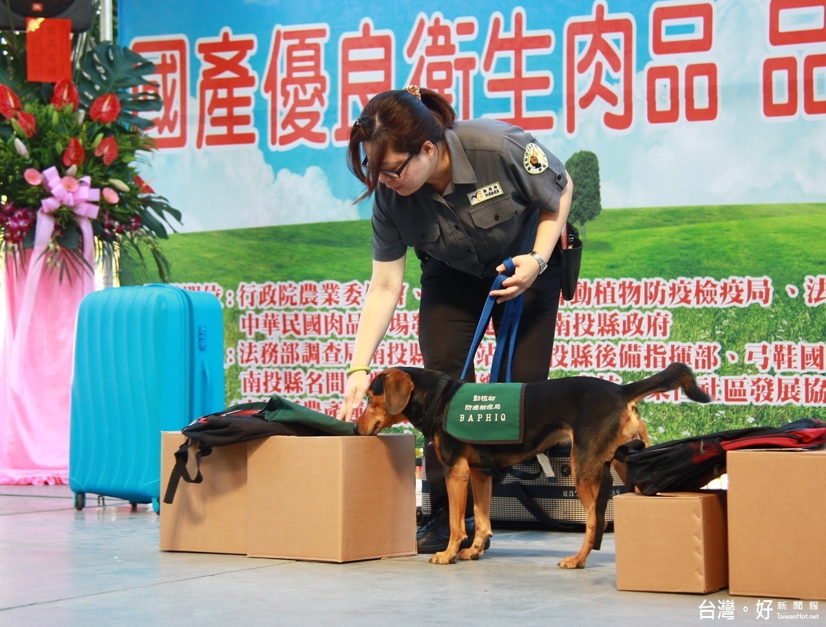 防檢局米格魯展現好鼻師功力。（記者扶小萍攝）